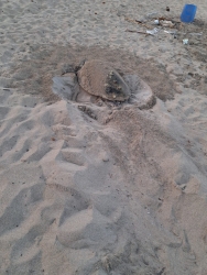 https://www.tp24.it/immagini_articoli/25-07-2026/marsala-la-meraviglia-della-natura-tartaruga-depone-le-uova-in-spiaggia-il-video-250.jpg