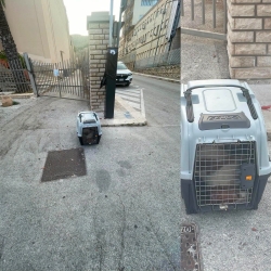 https://www.tp24.it/immagini_articoli/25-08-2026/orrore-ad-erice-cane-morto-in-un-trasportino-abbandonato-davanti-alla-chiesa-di-san-michele-250.jpg