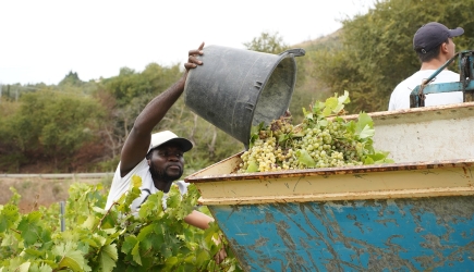https://www.tp24.it/immagini_articoli/26-08-2026/salemi-la-vendemmia-della-legalita-raddoppia-raccolti-44-quintali-di-uva-grillo-250.jpg