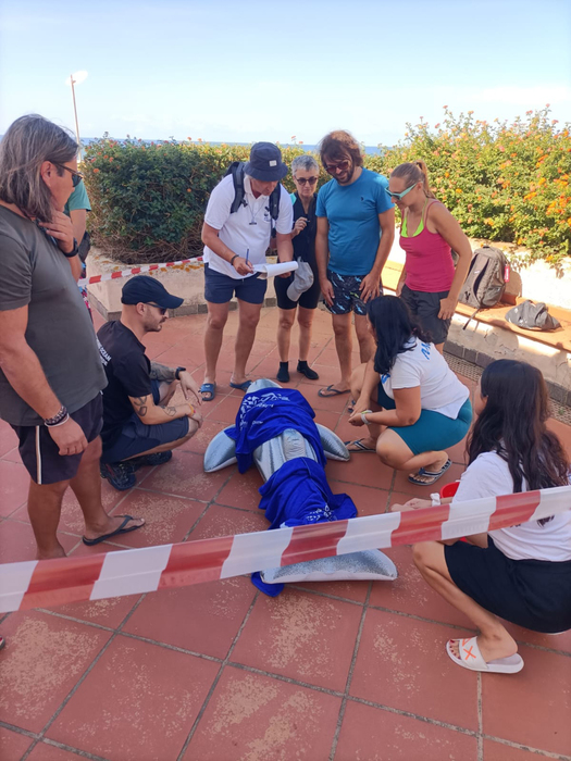 https://www.tp24.it/immagini_articoli/26-09-2025/1758902289-0-cetacei-spiaggiati-in-sicilia-serve-una-legge-regionale.jpg
