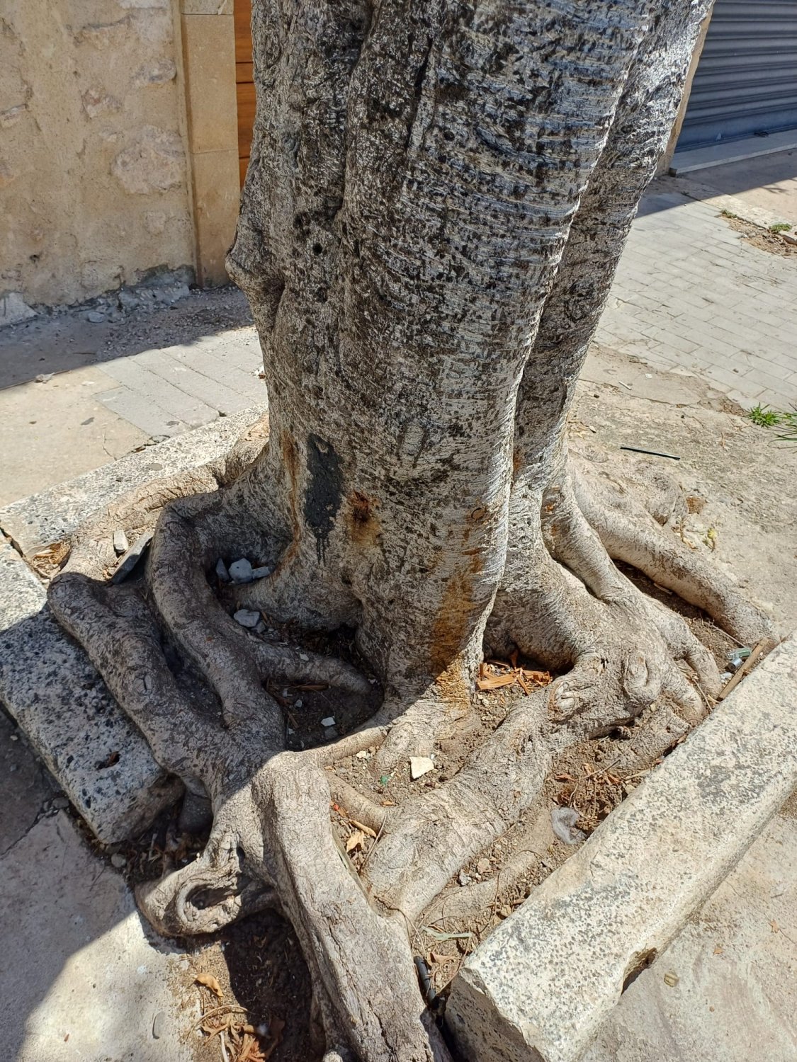 https://www.tp24.it/immagini_articoli/26-09-2026/1790419916-0-alcamo-albero-pericoloso-in-piazza-della-repubblica-da-un-anno-chiedo-interventi-al-comune.jpg