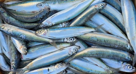 https://www.tp24.it/immagini_articoli/27-06-2026/nuova-specie-aliena-nelle-acque-siciliane-arriva-la-sardina-di-golani-250.jpg