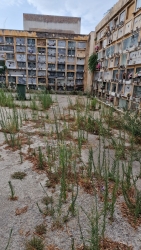 https://www.tp24.it/immagini_articoli/27-07-2026/marsala-cimitero-nel-degrado-sporcizia-e-incuria-senza-fine-250.jpg