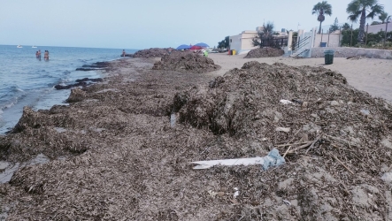 https://www.tp24.it/immagini_articoli/27-07-2026/posidonia-a-marsala-nuove-proteste-spiaggia-impraticabile-e-cattivi-odori-250.jpg