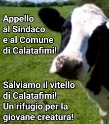 https://www.tp24.it/immagini_articoli/28-04-2026/l-appello-al-sindaco-di-calatafimi-segesta-salviamo-il-vitello-della-lotteria-250.jpg