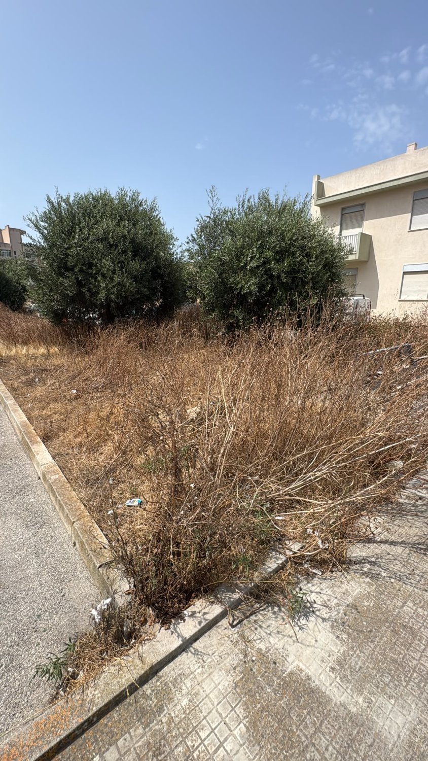 https://www.tp24.it/immagini_articoli/28-07-2026/1785235514-0-marsala-erbacce-invadono-via-oberdan-e-via-saffi.jpg