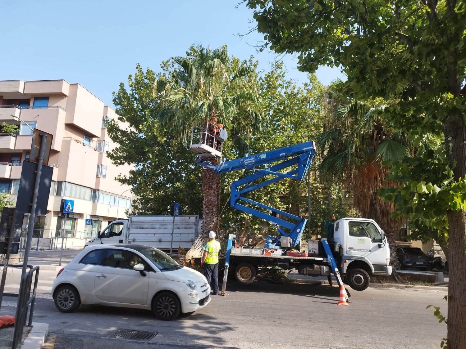 https://www.tp24.it/immagini_articoli/28-07-2026/1785237381-0-trapani-al-via-la-potatura-di-palme-e-platani-in-corso-piersanti-mattarella.jpg