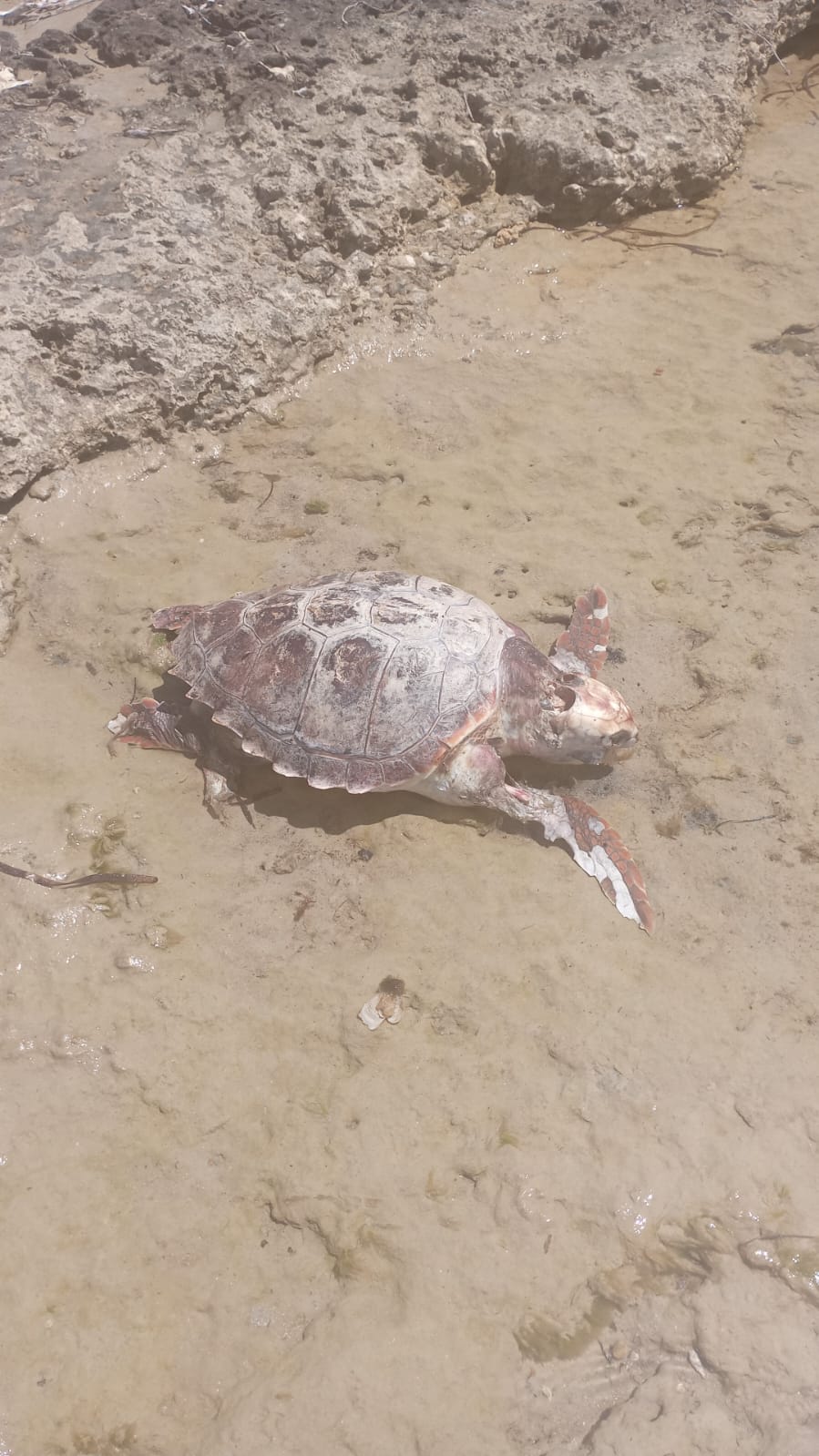 https://www.tp24.it/immagini_articoli/29-06-2025/1751211368-0-marsala-una-tartaruga-caretta-caretta-si-arena-e-muore-sulla-spiaggia-di-san-teodoro.jpg