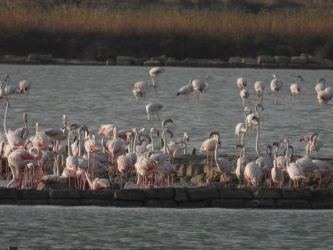 https://www.tp24.it/immagini_articoli/29-07-2026/i-fenicotteri-hanno-scelto-trapani-perche-tutelare-la-natura-conviene-a-tutti-250.jpg