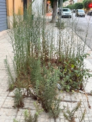 https://www.tp24.it/immagini_articoli/29-08-2026/erbacce-e-degrado-a-marsala-marciapiedi-impraticabili-in-via-montmasson-e-via-sanita-250.jpg
