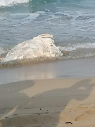 https://www.tp24.it/immagini_articoli/29-08-2026/marsala-carcassa-di-un-grosso-animale-sulla-spiaggia-tra-sbocco-e-signorino-250.jpg
