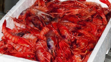 https://www.tp24.it/immagini_articoli/30-04-2026/gambero-rosso-di-mazara-del-vallo-gli-chef-chiedono-origine-certa-tracciabilita-e-garanzie-di-filiera-250.jpg