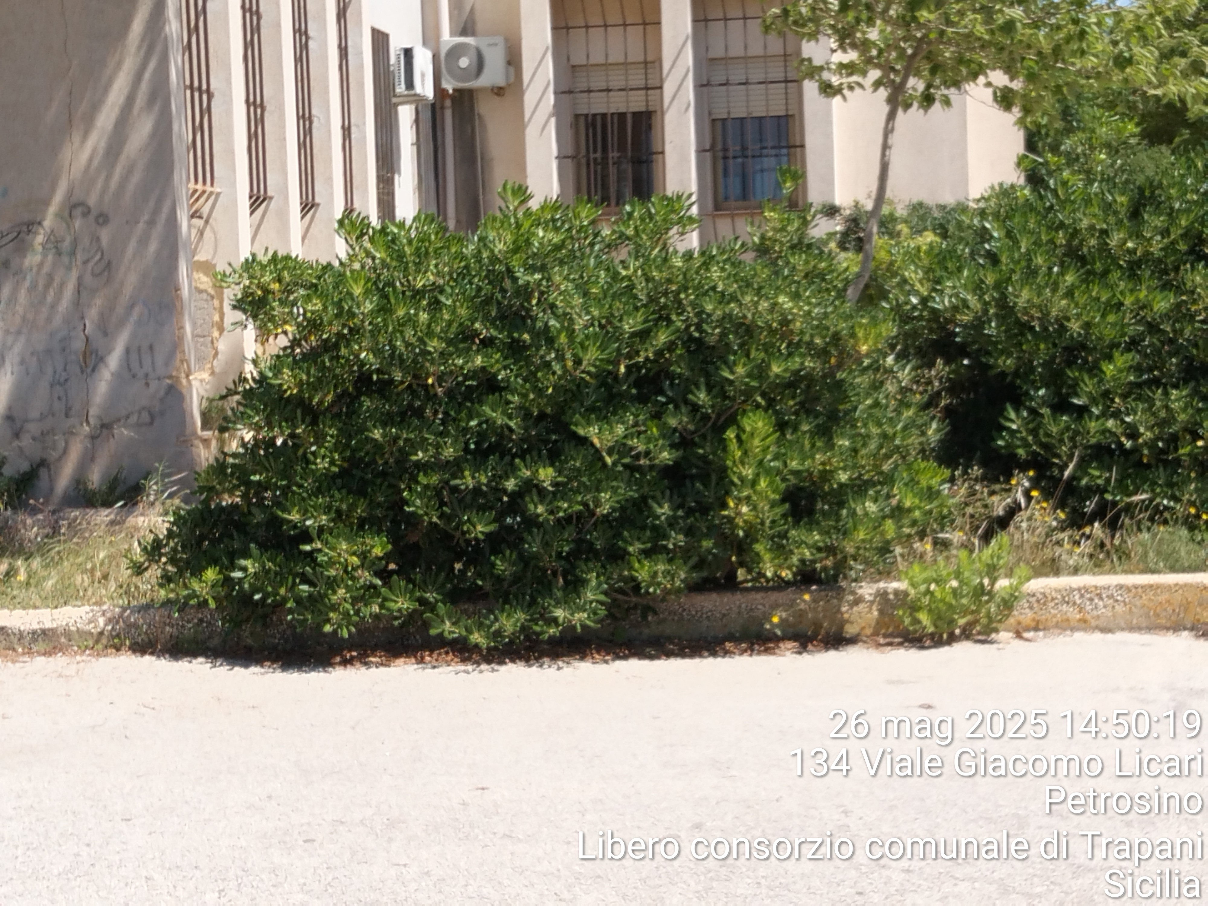 https://www.tp24.it/immagini_articoli/30-05-2025/1748615667-0-petrosino-soffocata-dall-incuria-erbacce-anche-davanti-alle-scuole.jpg