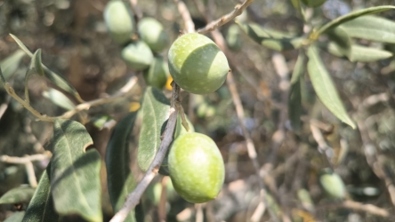 https://www.tp24.it/immagini_articoli/30-07-2026/inchiesta-sul-crac-dell-olio-a-castelvetrano-chi-sono-i-protagonisti-del-sequestro-da-2-5-milioni-250.jpg