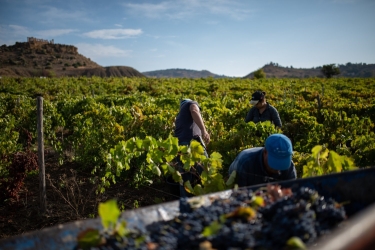 https://www.tp24.it/immagini_articoli/30-07-2026/inizia-la-vendemmia-2026-in-sicilia-le-previsioni-di-assovini-250.jpg