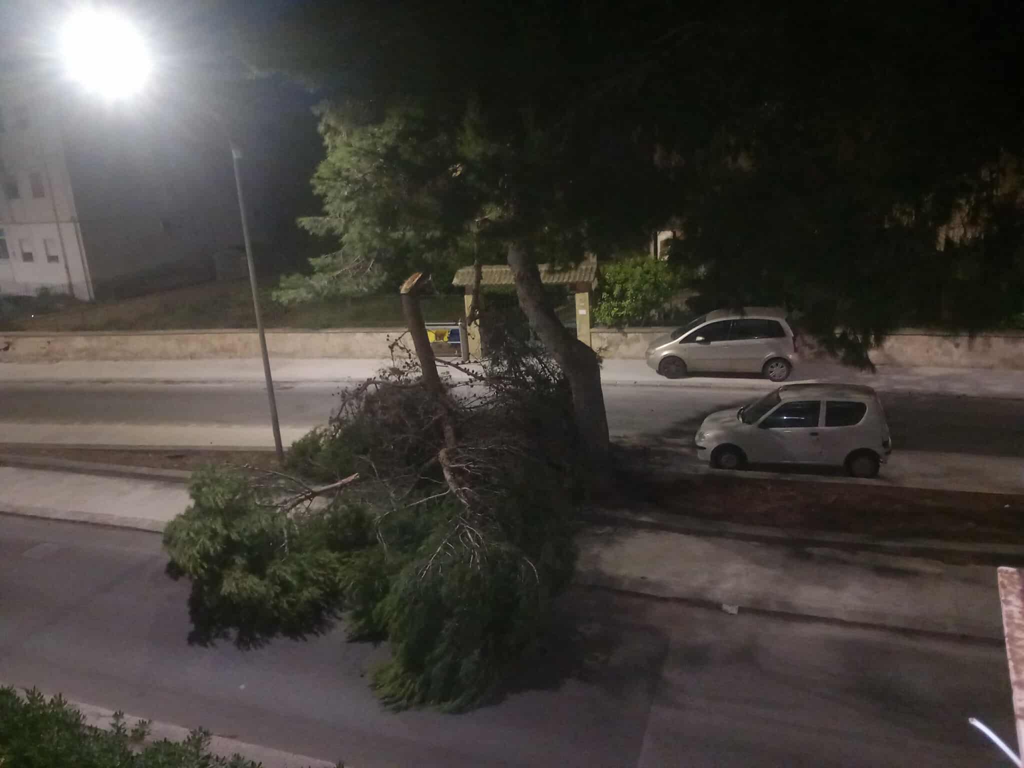 https://www.tp24.it/immagini_articoli/30-08-2025/1756566808-0-marsala-albero-si-abbatte-in-strada-in-via-dante-alighieri.jpg