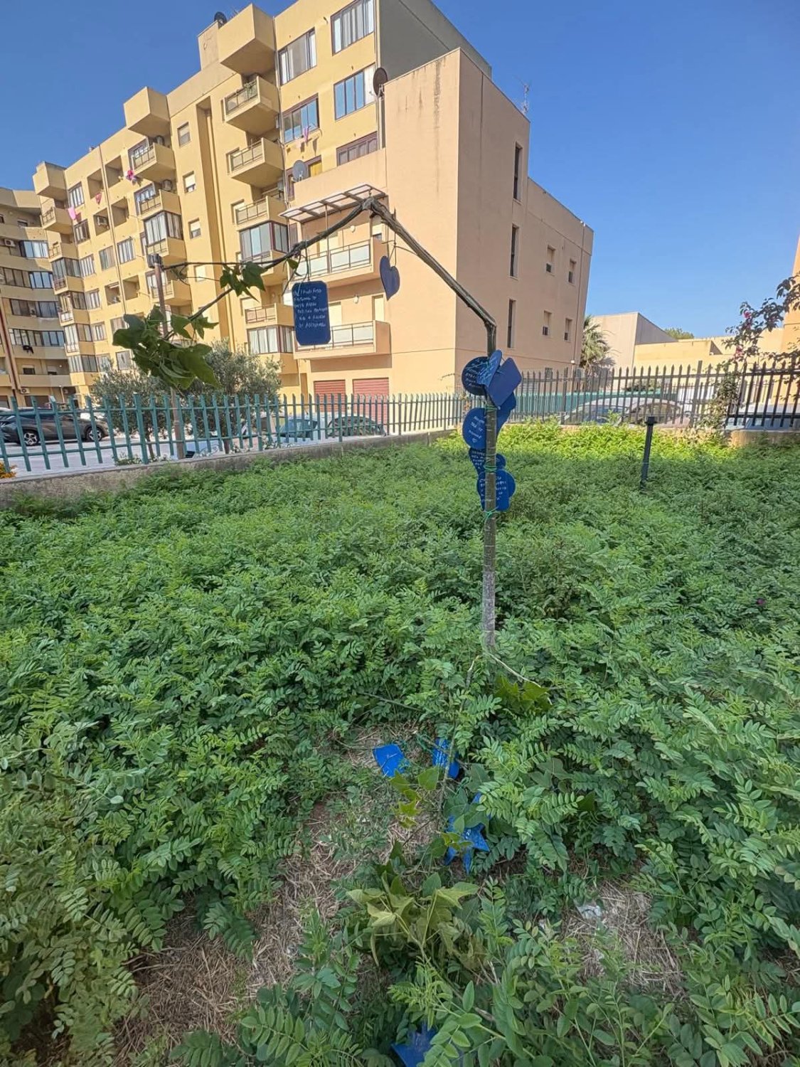 https://www.tp24.it/immagini_articoli/31-05-2026/1780241212-0-vandalizzato-l-albero-di-alessandro-la-lezione-di-chi-non-si-e-voltato.jpg