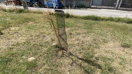 https://www.tp24.it/immagini_articoli/31-05-2026/trapani-green-corsa-contro-il-tempo-il-bosco-urbano-rischia-gia-la-sete-250.jpg