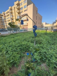 https://www.tp24.it/immagini_articoli/31-05-2026/vandalizzato-l-albero-di-alessandro-la-lezione-di-chi-non-si-e-voltato-250.jpg