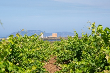 https://www.tp24.it/immagini_articoli/31-07-2026/a-marsala-tutto-pronto-per-il-birgi-wine-fest-250.jpg