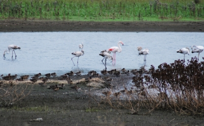 Siti Natura 2000 in Sicilia, tutela solo sulla carta: la VIncA svuotata dai Comuni https://www.tp24.it/immagini_articoli/31-10-2025/siti-natura-2000-in-sicilia-tutela-solo-sulla-carta-la-vinca-svuotata-dai-comuni-250.jpg