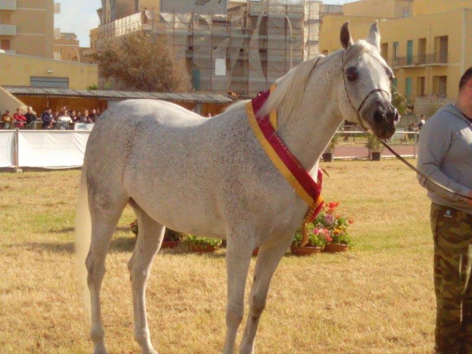 https://www.tp24.it/immagini_eventi/1428396263-trapani-arabian-horses-cup-2015.jpg
