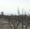 https://www.tp24.it/immagini_articoli/01-04-2017/1491047418-0-pantelleria-una-campagna-di-crowfounding-per-piantare-10000-alberi-dopo-l-incendio.jpg