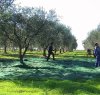 https://www.tp24.it/immagini_articoli/01-09-2023/1693526176-0-nbsp-dall-olio-al-caffe-starbucks-si-innamora-del-belice-e-nasce-il-club-degli-agricoltori.jpg