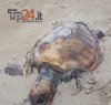 https://www.tp24.it/immagini_articoli/01-10-2016/1475334392-0-marsala-trovata-in-spiaggia-la-carcassa-di-una-tartaruga.png