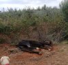 https://www.tp24.it/immagini_articoli/01-10-2018/1538421337-0-castelvetrano-cane-scoperto-cavallo-legato-stava-morendo-infatti.jpg
