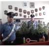 https://www.tp24.it/immagini_articoli/01-10-2019/1569921203-0-piantagione-marijuana-casa-arrestato-castellammare.jpg