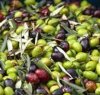 https://www.tp24.it/immagini_articoli/01-12-2014/1417413875-0-sicilia-e-allarme-per-i-furti-di-olive-olio-scarso-prezioso-come-l-oro.jpg