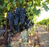 https://www.tp24.it/immagini_articoli/01-12-2016/1480547231-0-il-vino-italiano-e-il-primo-prodotto-dell-agroalimentare-ad-avere-un-testo-unico.jpg