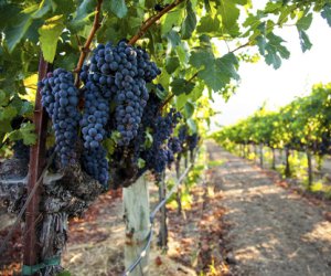 https://www.tp24.it/immagini_articoli/01-12-2016/1480547231-0-il-vino-italiano-e-il-primo-prodotto-dell-agroalimentare-ad-avere-un-testo-unico.jpg