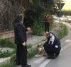 https://www.tp24.it/immagini_articoli/02-04-2018/1522652026-0-trapani-cane-investito-ferito-polizia-municipale-intervenire.jpg