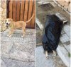 https://www.tp24.it/immagini_articoli/02-08-2018/1533164307-0-orrore-marsala-cucciolo-meticcio-prima-abbandonato-ucciso.jpg