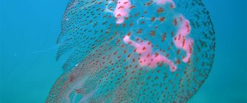 https://www.tp24.it/immagini_articoli/02-08-2018/1533246349-0-meduse-mare-siciliano-andaloro-ispranon-allarme-sono-state.jpg