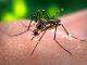 https://www.tp24.it/immagini_articoli/02-10-2022/1664732774-0-e-morto-l-uomo-di-marsala-contagiato-dal-virus-delle-zanzare.jpg