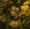 https://www.tp24.it/immagini_articoli/03-01-2023/1672728095-0-troppo-caldo-fioriscono-prima-limoni-e-mimose-in-sicilia-nbsp.jpg