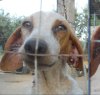 https://www.tp24.it/immagini_articoli/03-08-2015/1438618016-0-castelvetrano-300-mila-euro-per-rifugi-privati-cani-in-pessime-condizioni-e-indagini-del.jpg