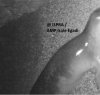 https://www.tp24.it/immagini_articoli/03-08-2016/1470214203-0-egadi--trovato-un-nuovo-esemplare-di-foca-monaca-nell-area-marina-protetta.jpg