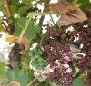 https://www.tp24.it/immagini_articoli/03-08-2023/1691039400-0-nbsp-agricultural-crisis-in-trapani-and-palermo-as-vineyards-suffer-from-peronospora-and-extreme-heat.jpg