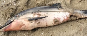 https://www.tp24.it/immagini_articoli/04-02-2019/1549271376-0-marsala-alcuni-giorni-delfino-morto-playa-bianca.jpg