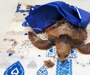 https://www.tp24.it/immagini_articoli/04-02-2019/1549282527-0-marsala-tartaruga-caretta-caretta-soccorsa-guardia-costiera-lido-signorino.jpg