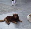 https://www.tp24.it/immagini_articoli/05-01-2017/1483622205-0-campobello-il-servizio-di-custodia-e-cura-cani-randagi-all-associazione-laica.jpg