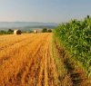 https://www.tp24.it/immagini_articoli/05-04-2016/1459876974-0-sicilia-i-nuovi-bandi-del-psr-sicilia-2014-2020-per-i-finanziamenti-allagricoltura.jpg