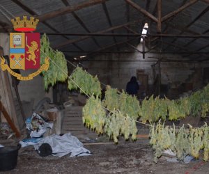 https://www.tp24.it/immagini_articoli/05-04-2019/1554472531-0-trapani-coltiva-lavora-marijuana-capannone-adibito-serra-sequestrati.jpg