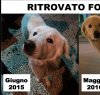 https://www.tp24.it/immagini_articoli/05-05-2016/1462408827-0-castelvetrano-ritrovato-il-cane-fosco-petizione-contro-il-responsabile-del-canile.jpg