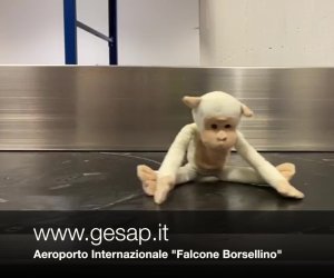 https://www.tp24.it/immagini_articoli/05-12-2019/1575536697-0-bambole-orsacchiotti-persi-aeroporto-palermo-hanno-fatto-video-riconoscerli.jpg