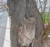 https://www.tp24.it/immagini_articoli/06-01-2018/1515230028-0-alberi-pericolanti-viale-whitaker-marsala.jpg